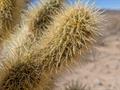 معرفی و نگهداری کاکتوس چولا تدی‌بیر (Cylindropuntia bigelovii)